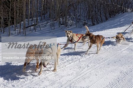 A team of sled dogs in their very first training run. The rookie dogs are learning how to pull together as a team while attached to the gangline.