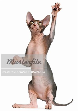 Sphynx kitten, 4 months old, reaching up in front of white background