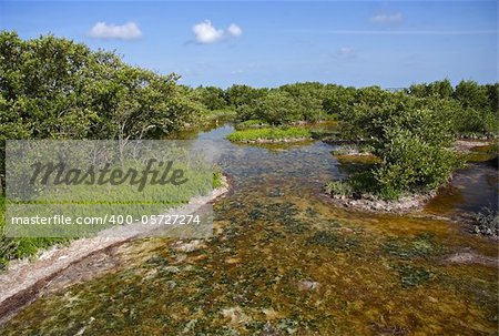 Scenic Landscape in Everglades National Park, Florida