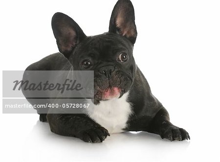 french bulldog with silly expression on white background