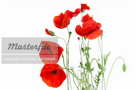 Poppies isolated on white background / focus on the foreground / floral border with copy space