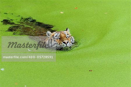 Tiger in water with green algae