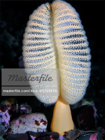 Sea Pen photographed at 15 meters deep off Horny Island in British Columbia