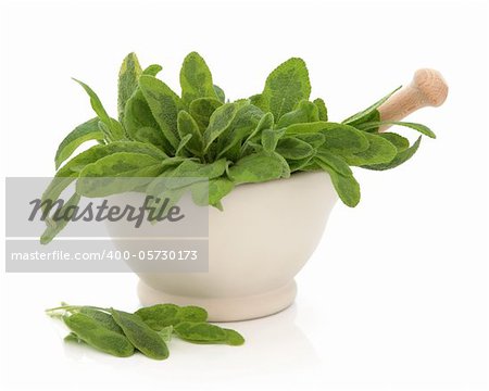 Variegated sage herb leaf sprigs in a cream stone mortar with pestle and scattered leaves isolated over white background. Saliva.