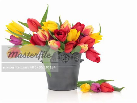 Tulip flowers in red, yellow, purple and striped in an old metal bucket and scattered isolated over white background.