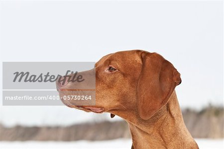 A close-up portrait of a Vizsla (Hungarian pointer) dog in a field in winter.