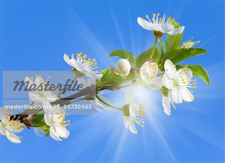 Blossoming twig of cherry-tree on blue sky with sunshine background