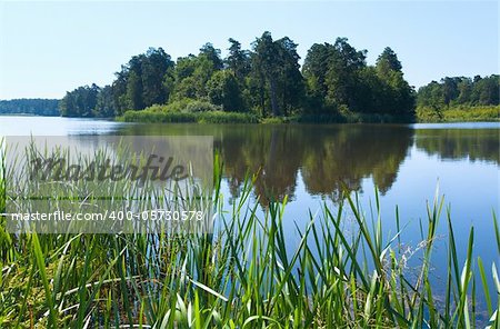 Summer rushy lake view with small grove on opposite shore