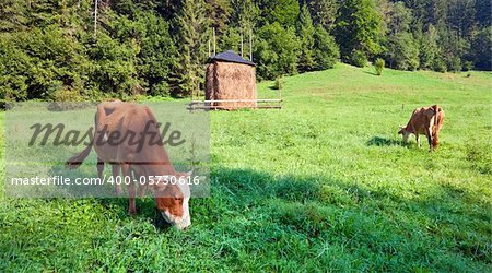 Haystack and cows on summer morning mountainside (Carpathian, Ukraine)