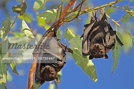 Black flying-foxes (Pteropus alecto) hanging in a tree, Kakadu National Park, Northern territory, Australia