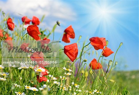 Summer beautiful red poppy and white camomile flowers on blue sky with sunshine background