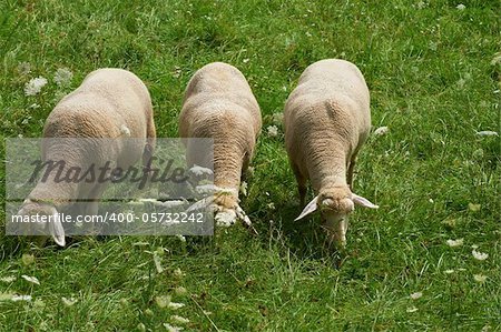 Sheep Grazing in the Alpine Meadows of Bavaria