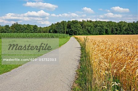 Asphalt Path Between Corn and Wheat Fields in Bavaria, Germany