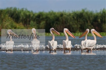 a group of pelicans in the Danube Delta, Romania