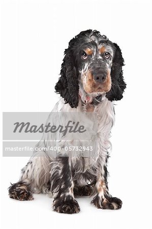 English Cocker Spaniel in front of a white background