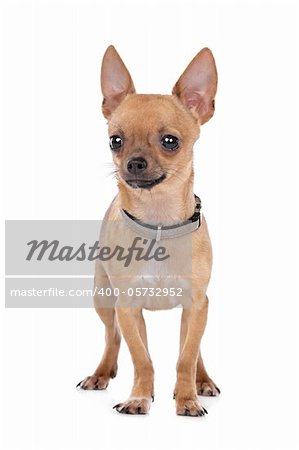 Chihuahua in front of a white background