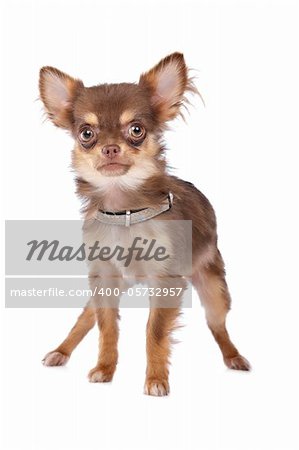 Chihuahua in front of a white background