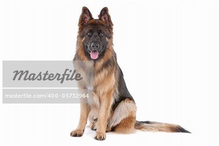 German Shepherd in front of a white background