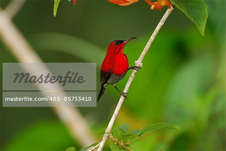 beautiful male crimson sunbird