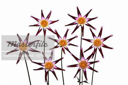 Red star dahlia flower isolated on white
