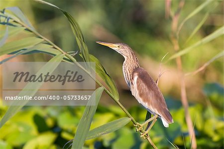 Squacco Heron (Ardeola ralloides) standing on a branch