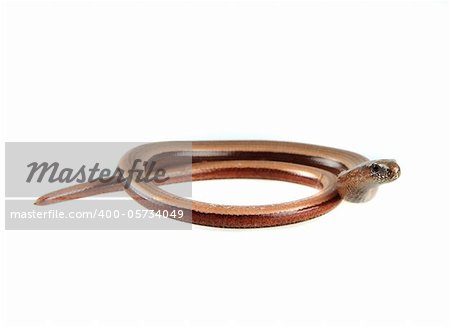 Young slowworm (Anguis fragilis) isolated on white background