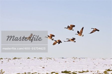 Canadian Geese flying from a snow covered hilltop in Lancaster County,Pennsylvania,USA.