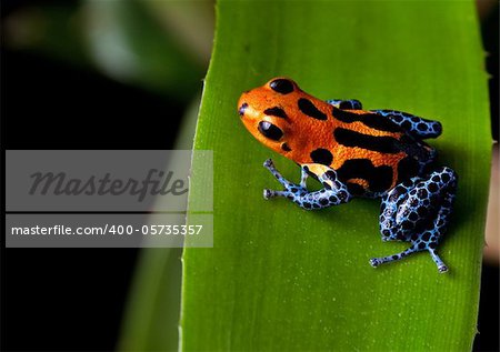 red striped poison dart frog blue legs of amazon rain forest in Peru, poisonous animal of tropical rainforest, pet in terrarium