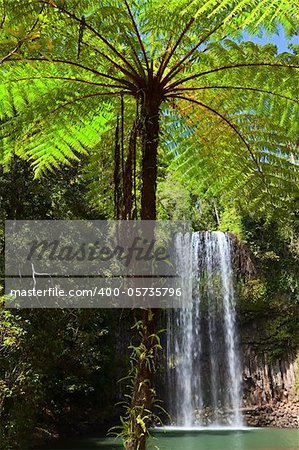 tree fern and waterfall in tropical rain forest paradise at Millaa Millaa falls Tablelands Queensland Australia lush green pristine rainforest