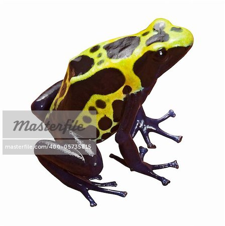 poison dart frog with bright yellow black and blue colors, beautiful exotic amazon forest amphibian isolated