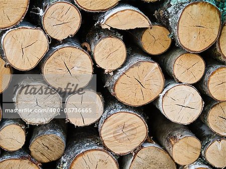 A pile of wood in a forest