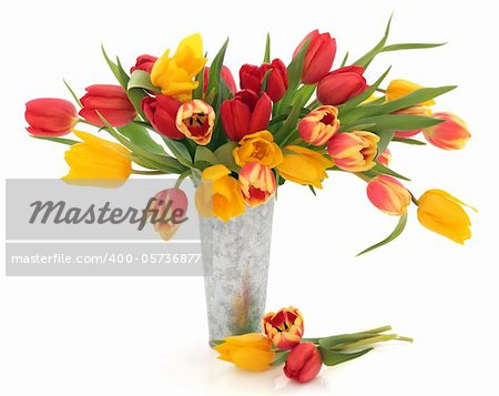 Tulip flowers in red, yellow and striped in an old metal vase  and scattered isolated over white background.