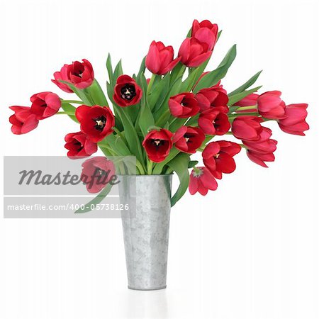 Red tulip flowers in a distressed aluminum vase isolated over white background.