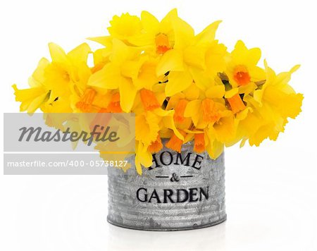 Daffodil and narcissus spring flowers in an old metal tin can  with home and garden title isolated over white background.