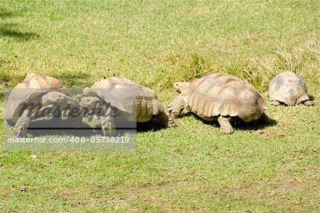 African spurred tortoise, Geochelone sulcata, a african giant turtoise