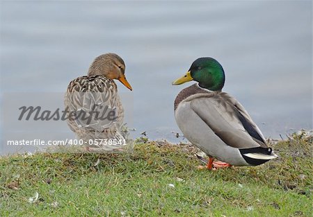 couple of mallard near the lake