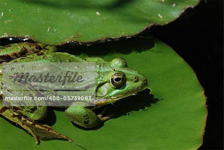 green frog sitting on lily pad in the pond