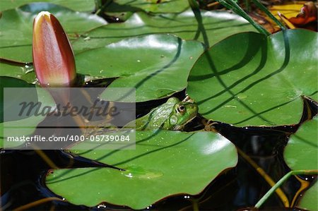 green frog on lily pad in the pond