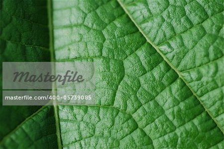 fresh green leaf macro-structure