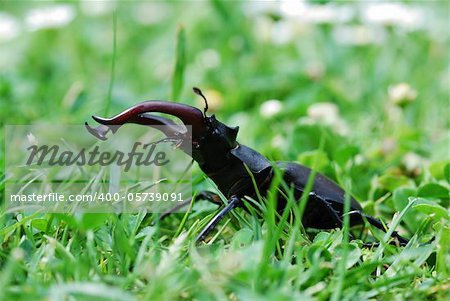 stag beetle with large antlers in the high grass