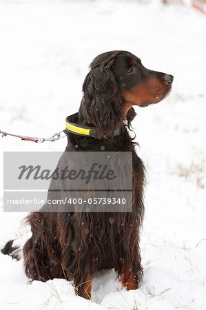 sitting hunting dog