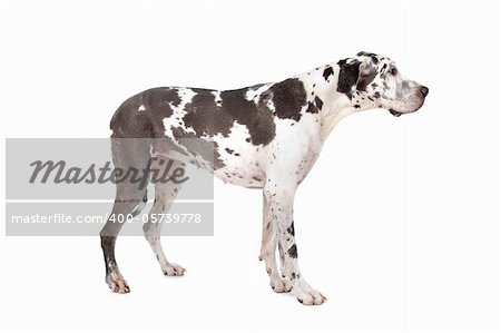 great dane harlequin in front of a white background