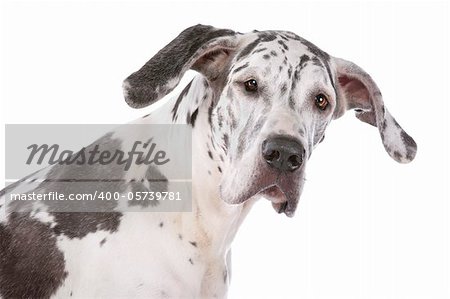 great dane harlequin in front of a white background