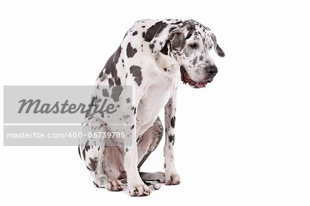 great dane harlequin in front of a white background