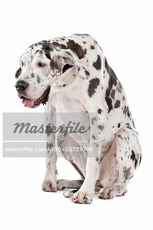 great dane harlequin in front of a white background