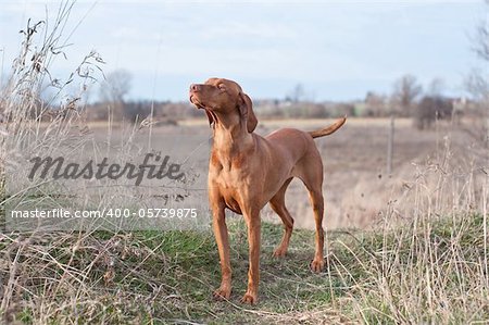 A Vizsla dog stands in a field in autumn.