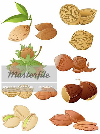 set of vector various nuts