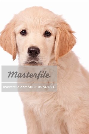 Portrait of a young, charming  Golden Retriever in the studio