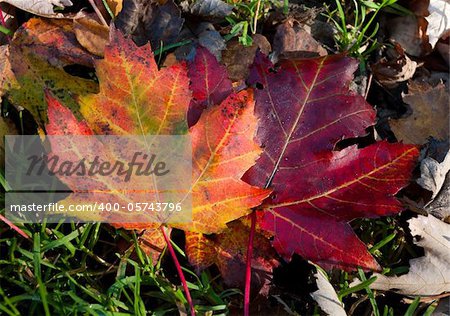 colorful maple leafs fallen on the ground