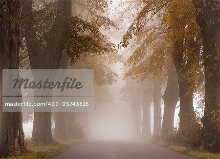 Road in fall